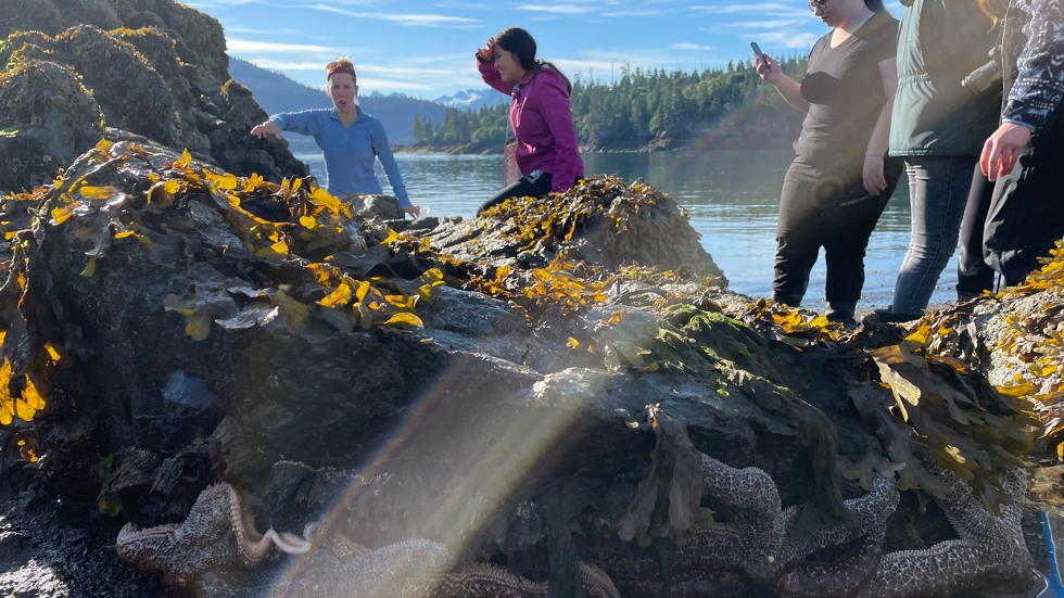 Students in Alaska with sea stars in the foreground underneath a rock.