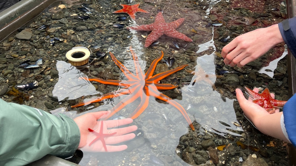 BELL Alaska students observing starfish in the water