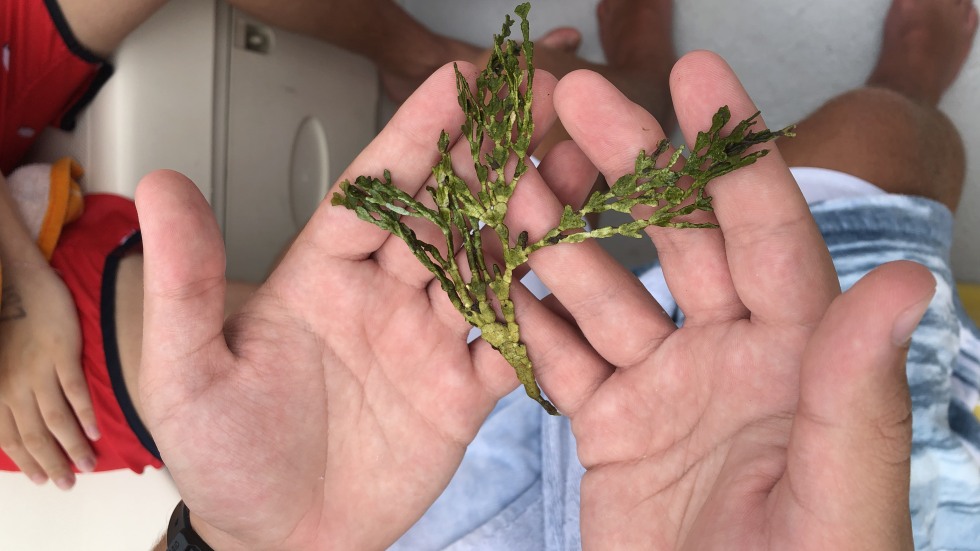 A pair of hands holding algea