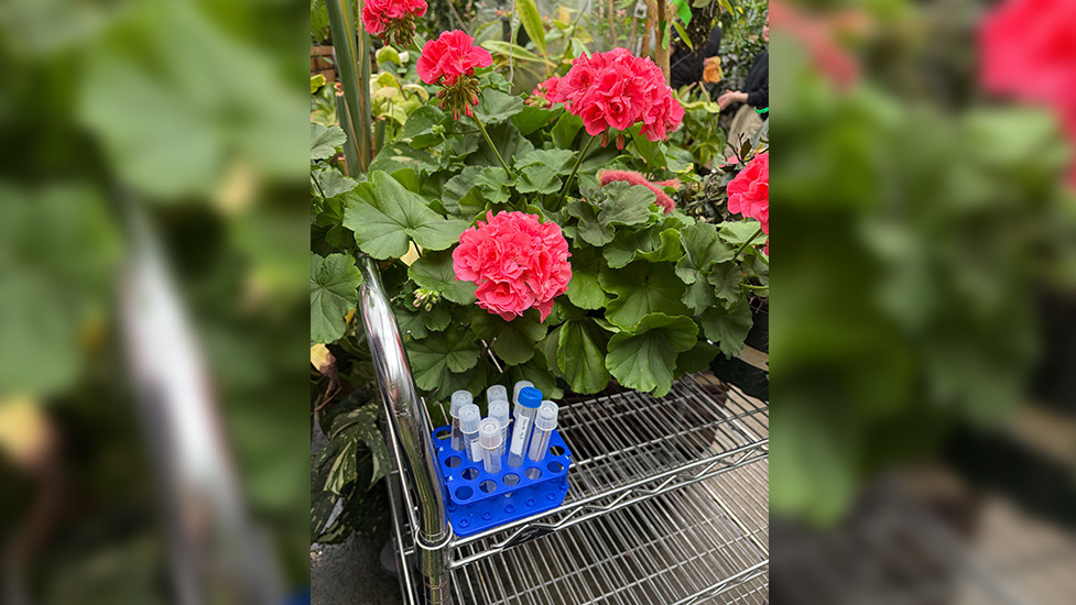 Test tubes placed in front of pink flowers