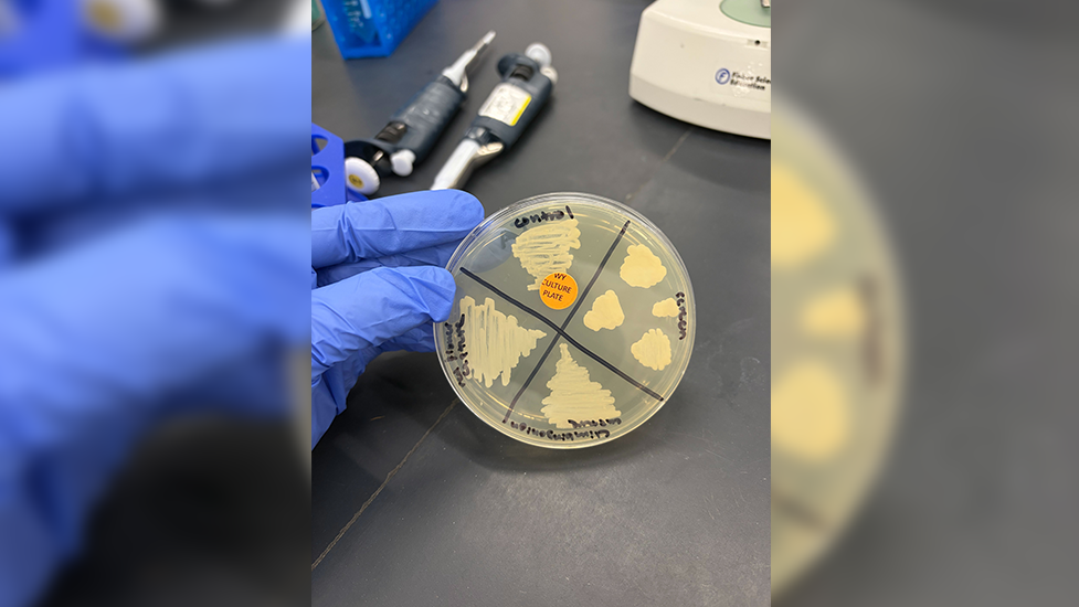 Labeled culture plate with four samples inside