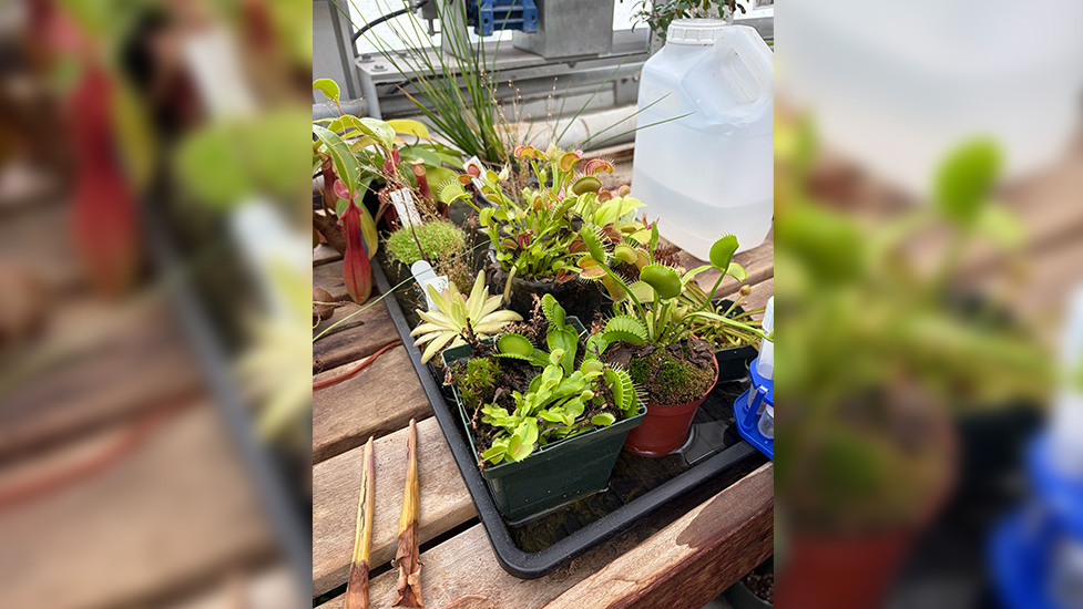 a variety of plants arranged on a table