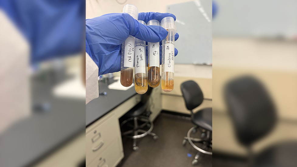 Hand holding four test tubes with samples inside